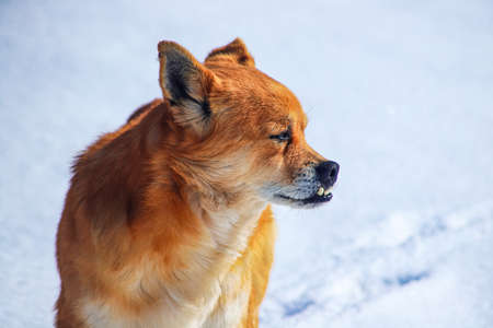 Portrait of red dog with protruding teethの写真素材