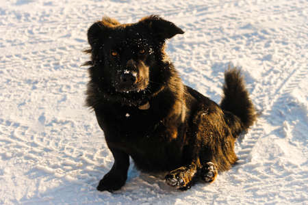 Furry black dog sits on snow outdoorsの写真素材