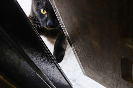 Black cat at the door about to enter houseの写真素材