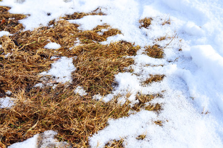 Withered brown grass under the snow, coming of springの写真素材