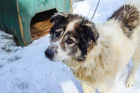 Friendly big dog on chainの写真素材
