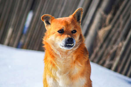 Portrait of red dog with protruding teethの写真素材