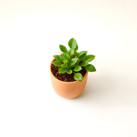 Green plant in a pot on a white background. Flat lay.の素材