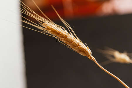 Wheat ears on a dark background close-up.