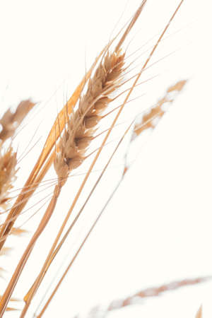 Wheat ears on a light background close-up.
