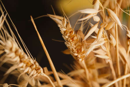 Wheat ears on a dark background close-up.