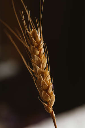 Wheat ears on a dark background close-up.の写真素材