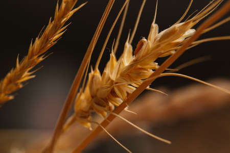 ears of wheat on a blurred background close-up.の写真素材