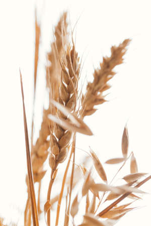 Wheat ears on a light background close-up.
