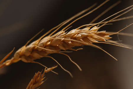 ears of wheat on a blurred background close-up.の写真素材