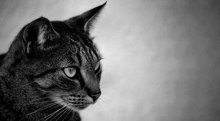 The Cat 2