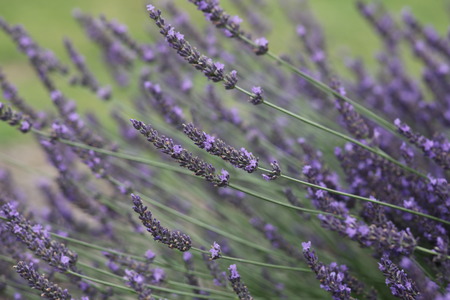 Violet lavender flowers in bloomの写真素材