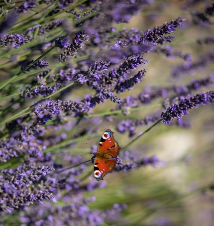 A peacock butterfly on a lavender flower on a meadow.の写真素材