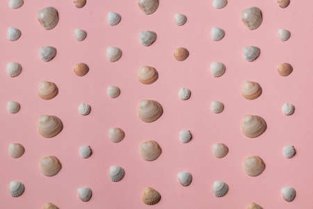 collection of exotic seashells isolated over pink background, top view photo. hobby, lifestyle....