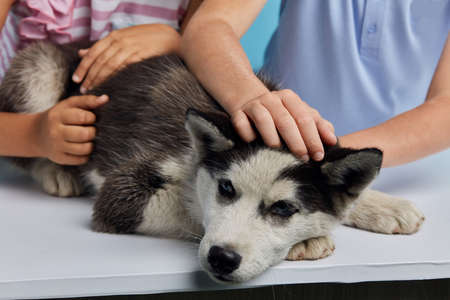 childrens hands touching little dog which is lying on the table. close up photo, desease, illness. close up cropped photoの写真素材