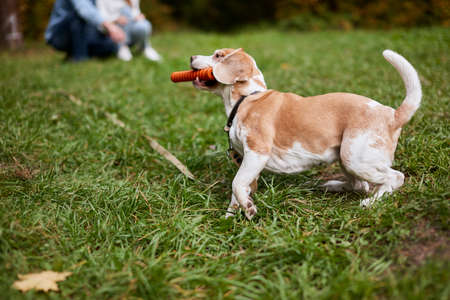 clever dog obeys his owners, side view full length photoの写真素材