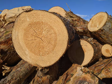 Chopped wood logs stacked outdoor. Round cut tree with annual rings aganst a blue sky background