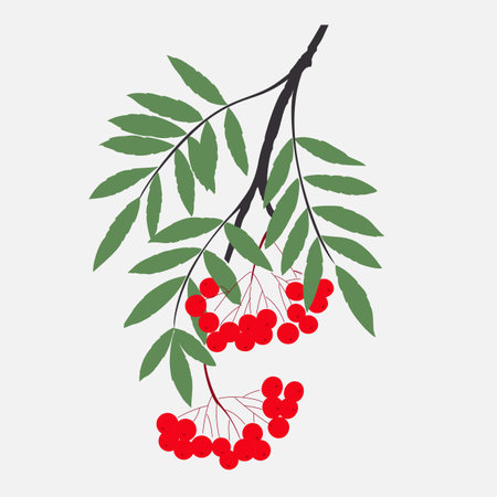 Bunch of red ripe rowan berries with green  leaves, vector illustration.のイラスト素材