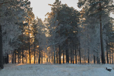 Beautiful winter sunset with trees in the snow branch, nature, landscapeの写真素材