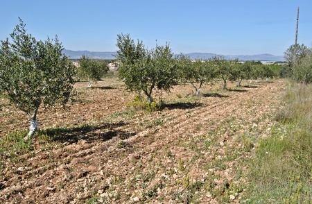 Ancient olive grove in the Spain の写真素材
