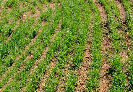 Rye growing in field in tidy row の写真素材