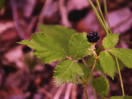 Blackbarry in the natureの写真素材