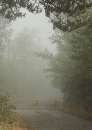 Foggy road and the dogsの写真素材