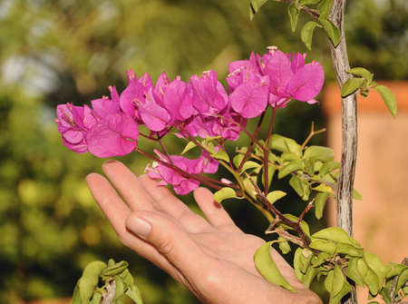 Hand holding a flower (bougainvillea)