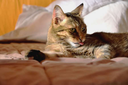 A cat in bed with his tongue outの写真素材