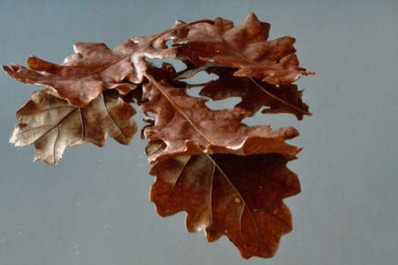 Fallen leaves on the wet surface and Their reflectionの写真素材
