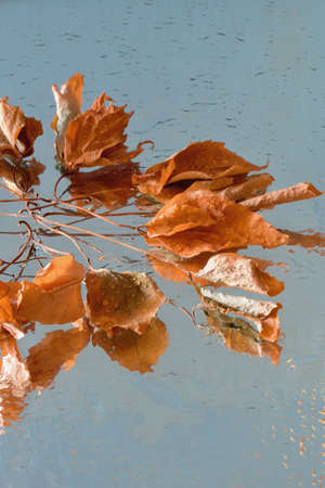 Fallen leaves on the wet surface and Their reflectionの写真素材