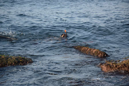Scuba diver in waterの写真素材