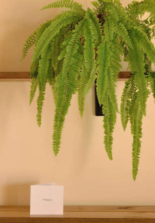 The fern plant and to "Happy" white card (on shelves)の写真素材