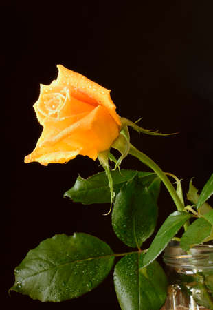 Yellow roses on black backgroundの写真素材