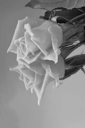 Black and White - a reflected rose on the surfaceの写真素材