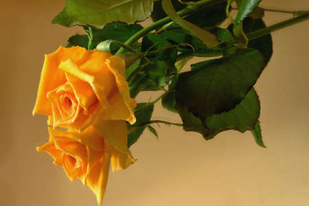 Yellow roses reflected on the surfaceの写真素材