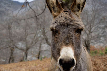 Seriously lonely donkey in the natureの写真素材