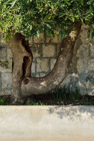 Very Particular olive treeの写真素材