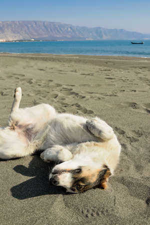 Funny doggy relaxing on the beachの写真素材