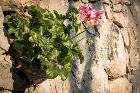Retro image of a ceramic vase with geraniums in a stone wallの写真素材