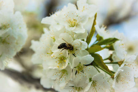 A bee on a white cherry flowersの写真素材