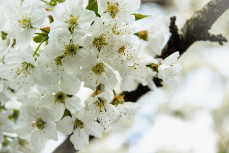 Delicate white cherry flowers