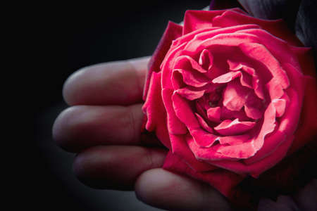 Rose from the dark side