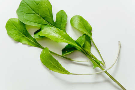 Green freshnessの写真素材