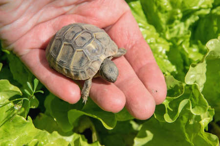 Hand holding a small turtleの写真素材