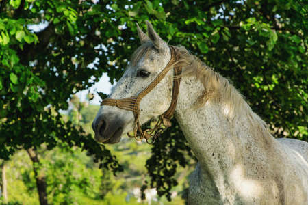 Beautiful white horseの写真素材