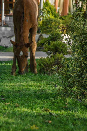Young foal eating green grassの写真素材