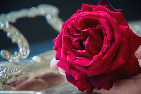 Red rose on a silver trayの写真素材