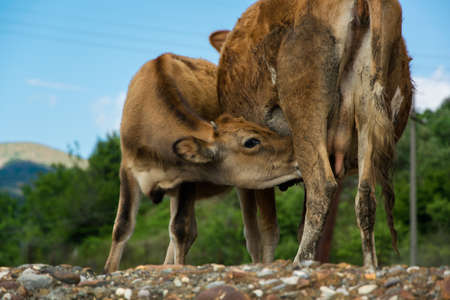 Small calf drinks milk from the cowの写真素材