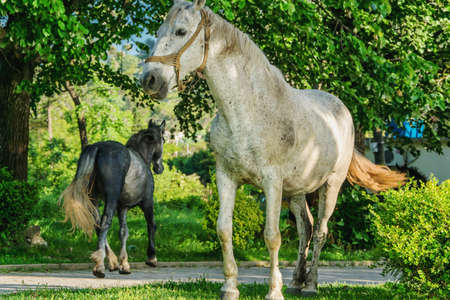 Beautiful white horseの写真素材